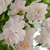 Różowo - biały - Róże pnące ramblery - Paul's Himalayan Musk Rambler